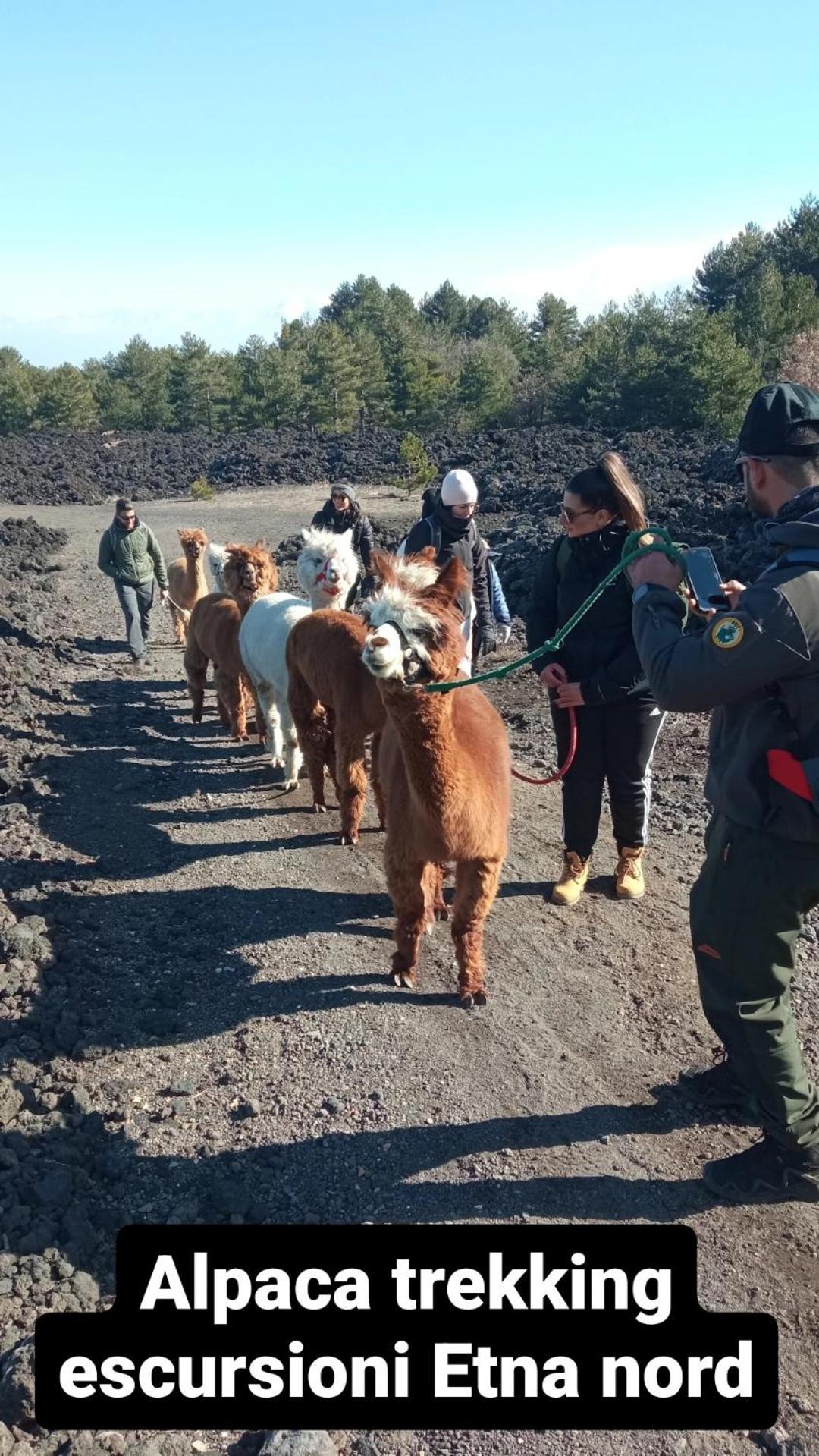 Alpaca Etna Rooms Da Mariagiovanna Linguaglossa Eksteriør bilde