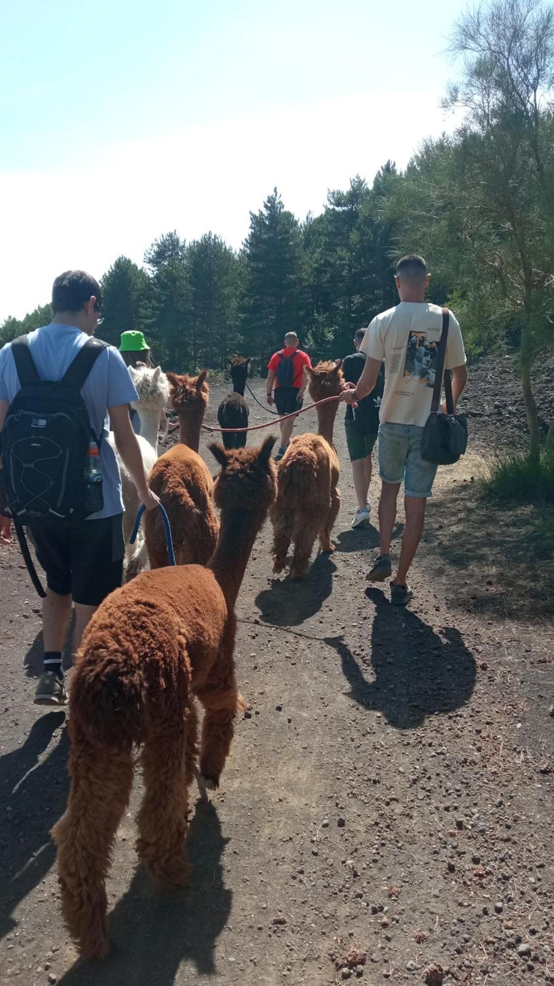 Alpaca Etna Rooms Da Mariagiovanna Linguaglossa Eksteriør bilde