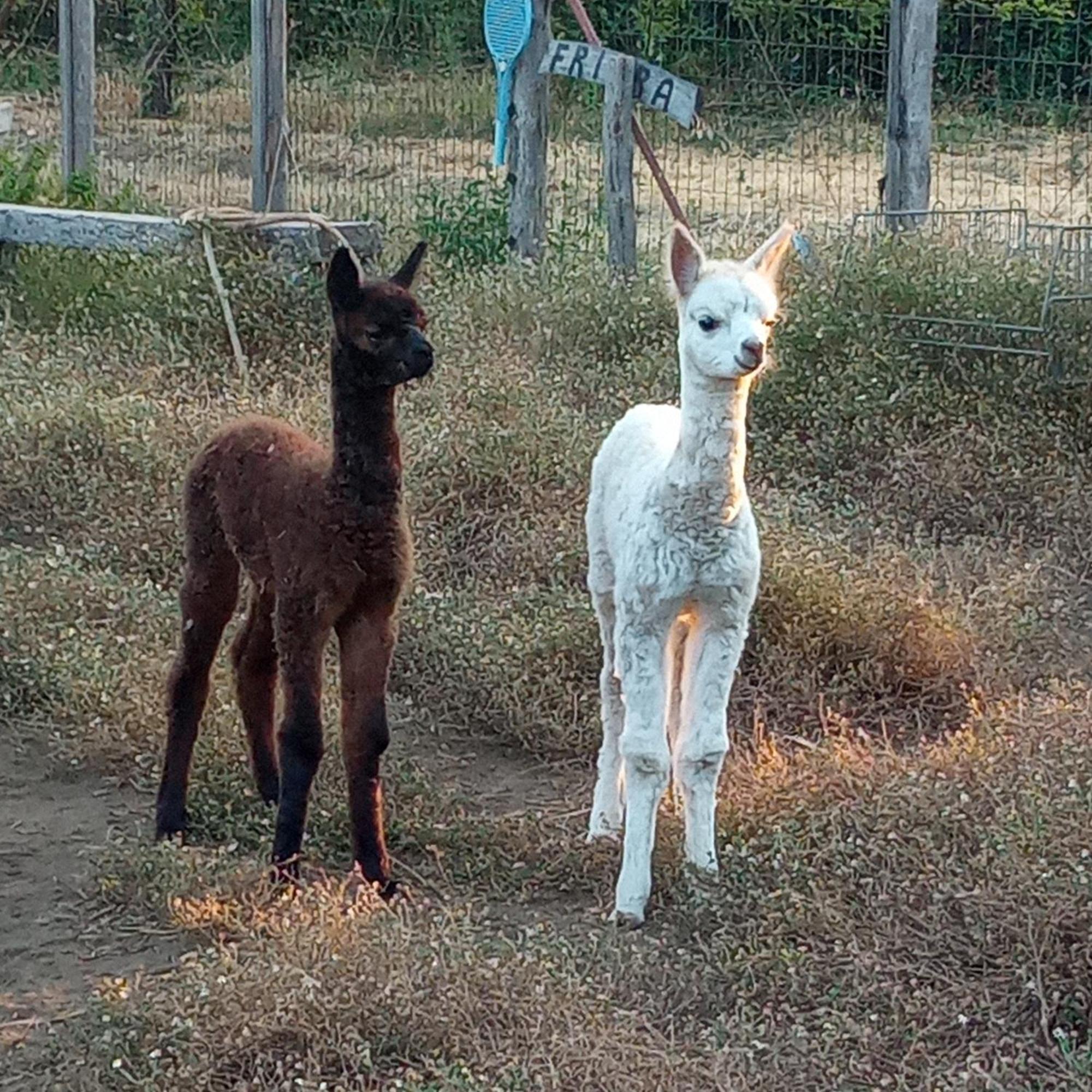Alpaca Etna Rooms Da Mariagiovanna Linguaglossa Eksteriør bilde